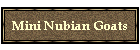 Mini Nubian Goats